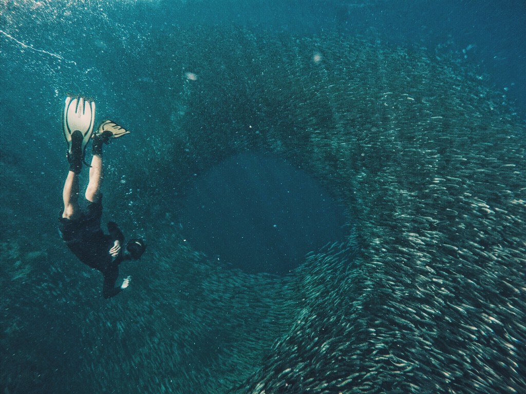 Playing with the sardines (Photo credit - Gen Santiago)  