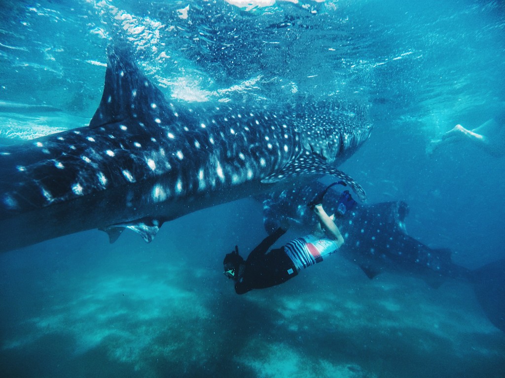 Swimming with the whale-sharks (Photo credit - Gen Santiago)  